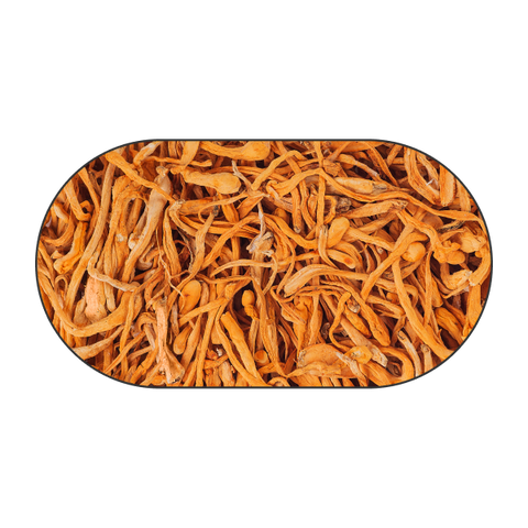 Micelio del hongo Cordyceps